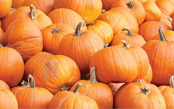 bright orange pumpkins in a pile