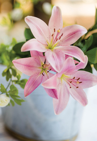 pink tiger lilies in a vase